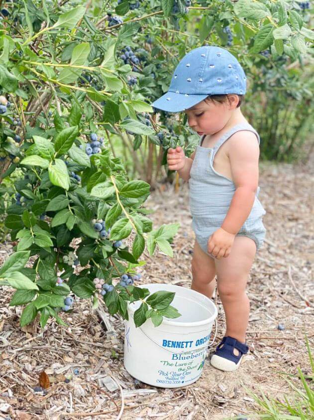 Bennett Blueberries are fun to pick for all ages!